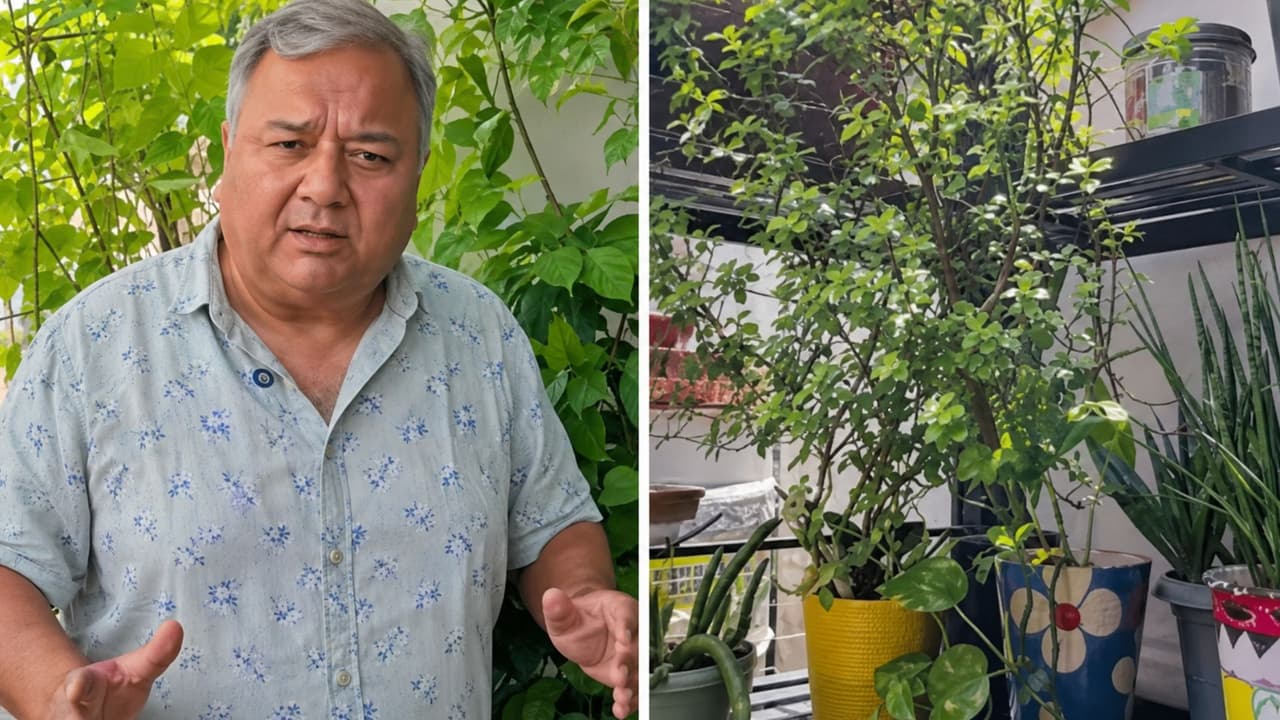 These 5 Balcony Plants Need Less Fuss: Peepal Baba’s Tips For Greener Home These 5 Balcony Plants Need Less Fuss: Peepal Baba’s Tips For Greener Home
