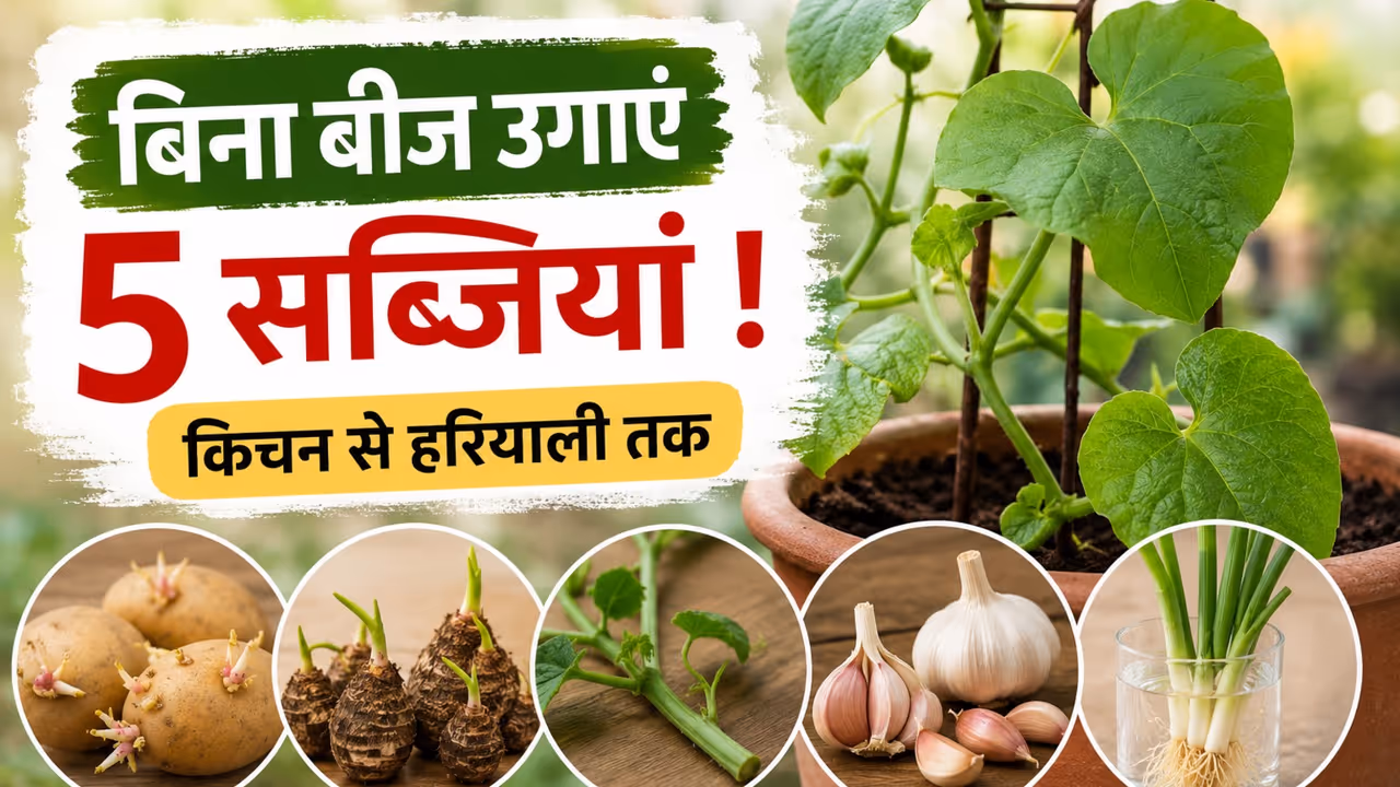 Vegetables Without Seeds Vegetables Without Seeds