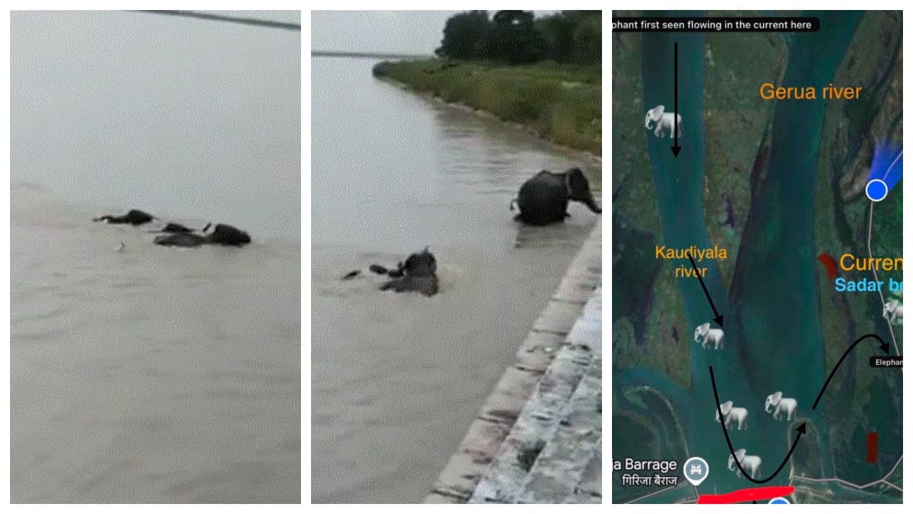 Nepal Flood Horror: Herd Of Elephants Swept Away By Water Rescued In Uttar Pradesh Nepal Flood Horror: Herd Of Elephants Swept Away By Water Rescued In Uttar Pradesh