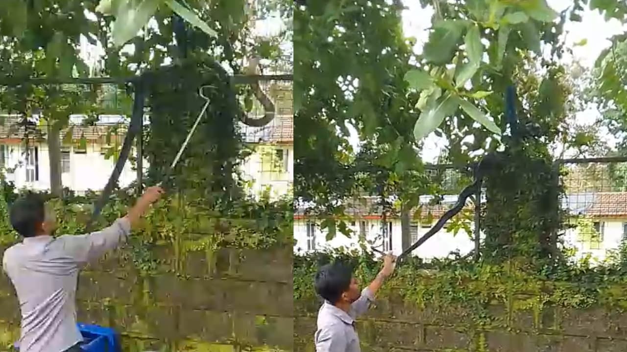 10 Foot King Cobra On A Compound Wall! Karwar Forest Team Pulls Off Dramatic Rescue 10 Foot King Cobra On A Compound Wall! Karwar Forest Team Pulls Off Dramatic Rescue