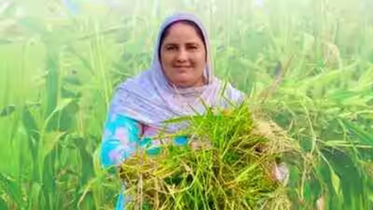 punjab woman farmer mandeep kaur khaira success story punjab woman farmer mandeep kaur khaira success story
