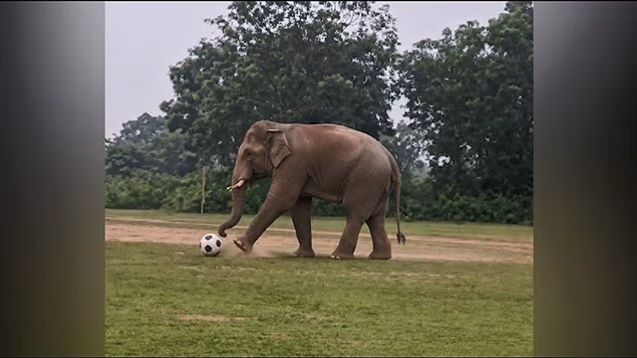 Elephant Elephant