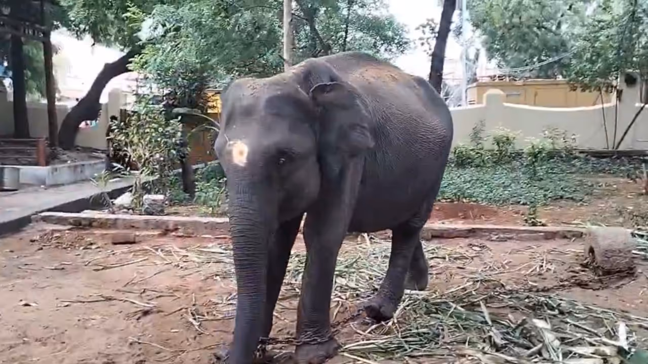 Elephant Elephant