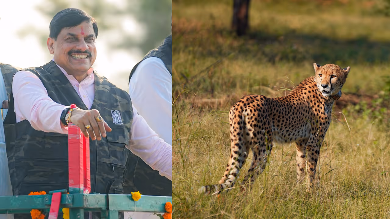 Cheetah CCB 2 Released in Gandhi Sagar Sanctuary Total Cheetahs Rise to 4 Cheetah CCB 2 Released in Gandhi Sagar Sanctuary Total Cheetahs Rise to 4