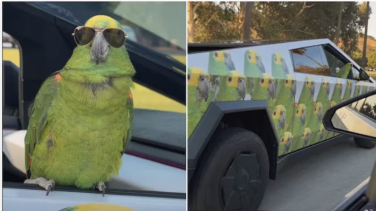 Parrot Parrot