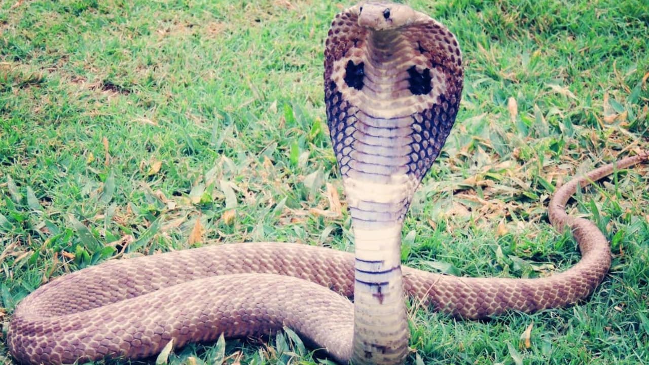 Snake Gender Snake Gender