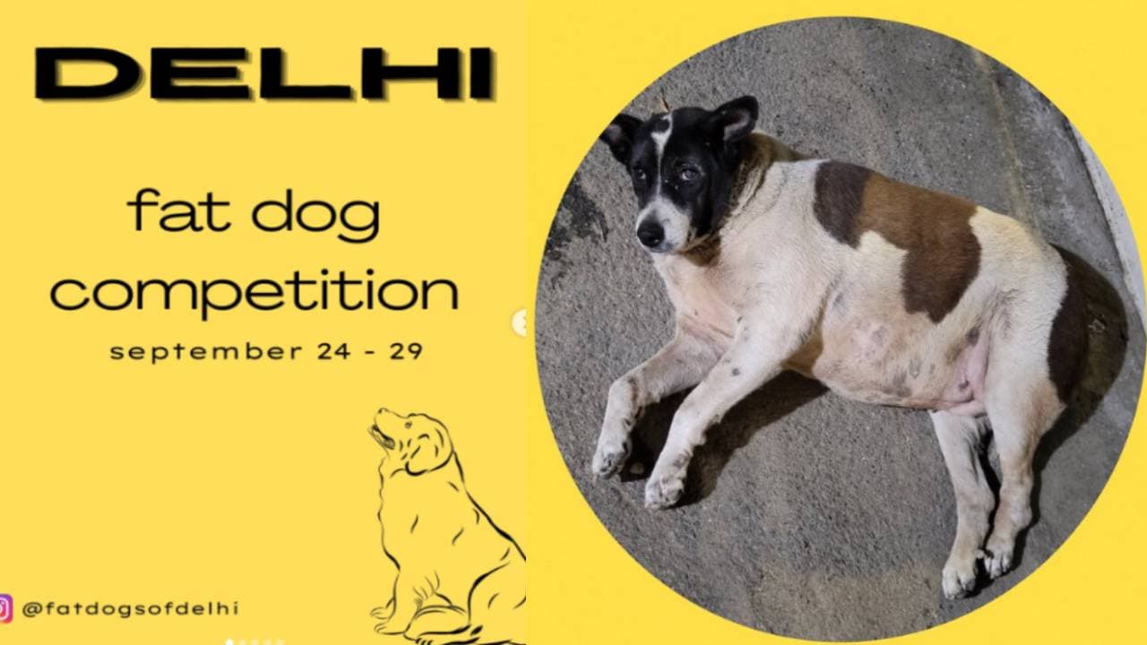 Fat Dogs of Delhi contest Fat Dogs of Delhi contest