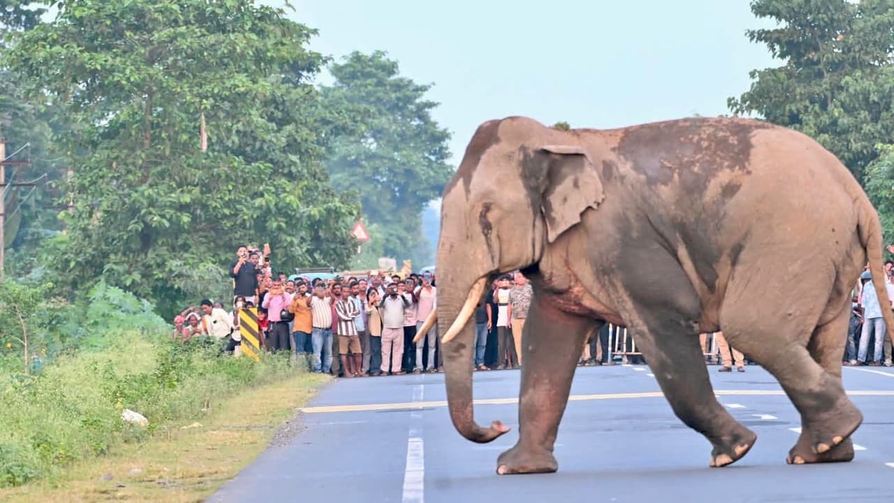 Bengal Forest Officials Stop Vehicles To Let Elephant Herd Cross Busy Road (WATCH)