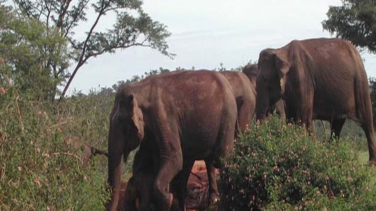 வன விலங்குகளின் குடிநீர் தேவைக்காக அகழி அமைக்க வேண்டி மக்கள் கோரிக்கை... வன விலங்குகளின் குடிநீர் தேவைக்காக அகழி அமைக்க வேண்டி மக்கள் கோரிக்கை...