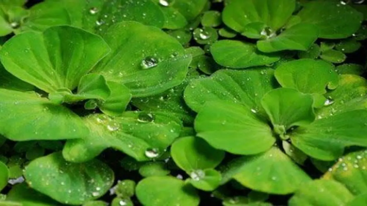 ஆகாயத்தாமரையின் பொதிந்து கிடக்கும் அதிஅற்புத மருத்துவ குணங்கள்… ஆகாயத்தாமரையின் பொதிந்து கிடக்கும் அதிஅற்புத மருத்துவ குணங்கள்…