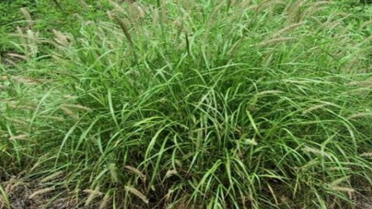 கொழுக்கட்டை புல் சாகுபடி செய்து கால்நடைகளுக்கான தீவனப் பற்றாக்குறையை போக்கலாம்… கொழுக்கட்டை புல் சாகுபடி செய்து கால்நடைகளுக்கான தீவனப் பற்றாக்குறையை போக்கலாம்…