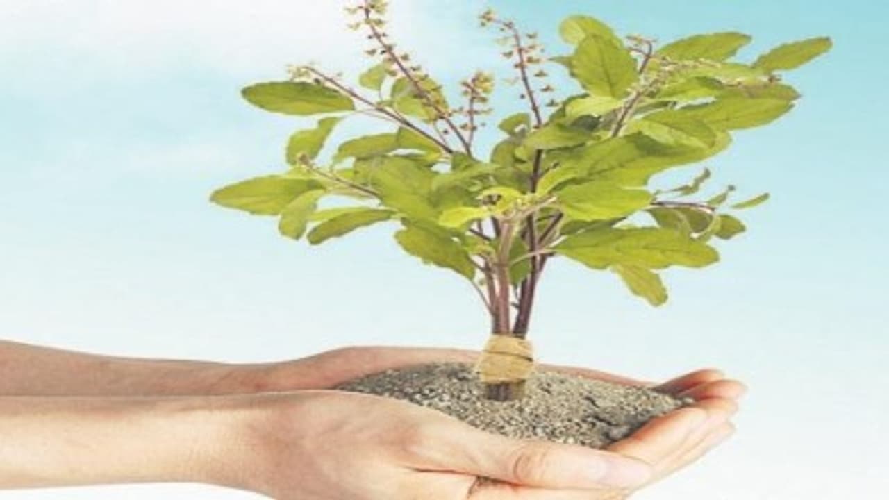 உங்களுக்குத் தெரியுமா? பூச்சி, கொசுக்கள் வராமல் தடுக்க துளசி உதவும்… உங்களுக்குத் தெரியுமா? பூச்சி, கொசுக்கள் வராமல் தடுக்க துளசி உதவும்…