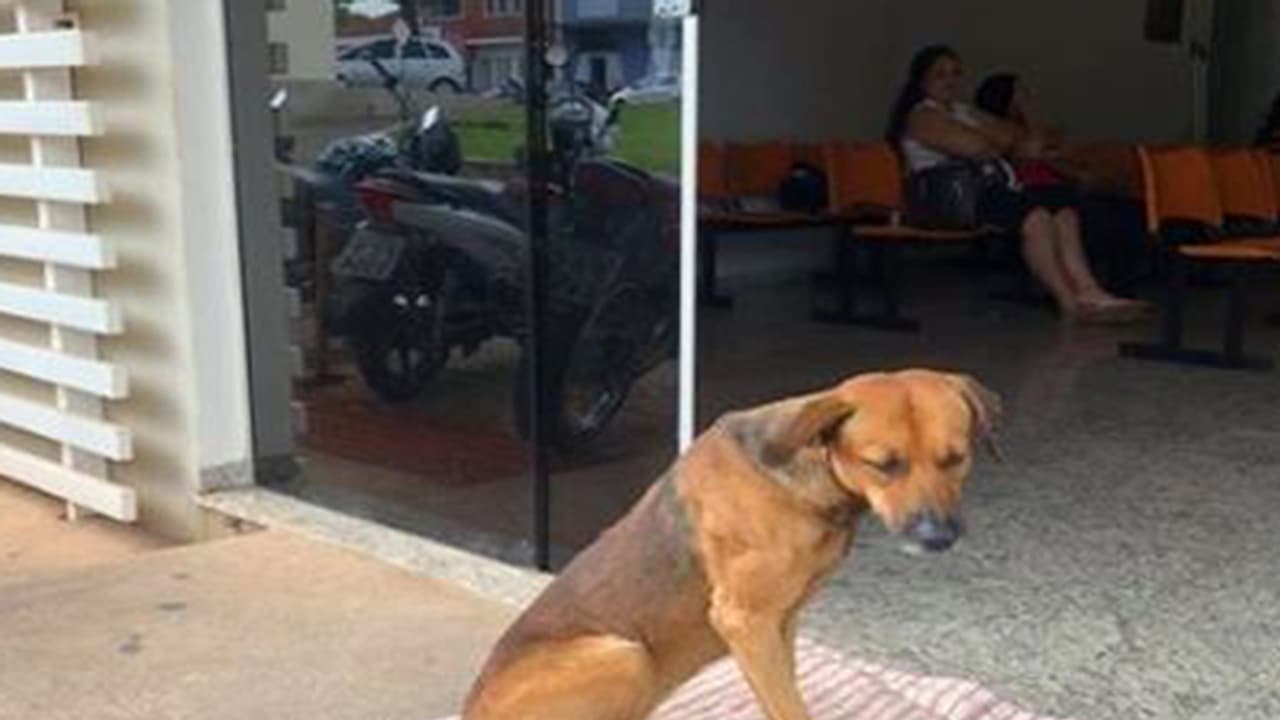 ಮಾಲೀಕನ ಮೇಲೆ ಪ್ರೇಮ : ಮೃತಪಟ್ಟ 4 ತಿಂಗಳಿಂದ ಆಸ್ಪತ್ರೆಯಲ್ಲೆ ಉಳಿದ ಶ್ವಾನ ಮಾಲೀಕನ ಮೇಲೆ ಪ್ರೇಮ : ಮೃತಪಟ್ಟ 4 ತಿಂಗಳಿಂದ ಆಸ್ಪತ್ರೆಯಲ್ಲೆ ಉಳಿದ ಶ್ವಾನ