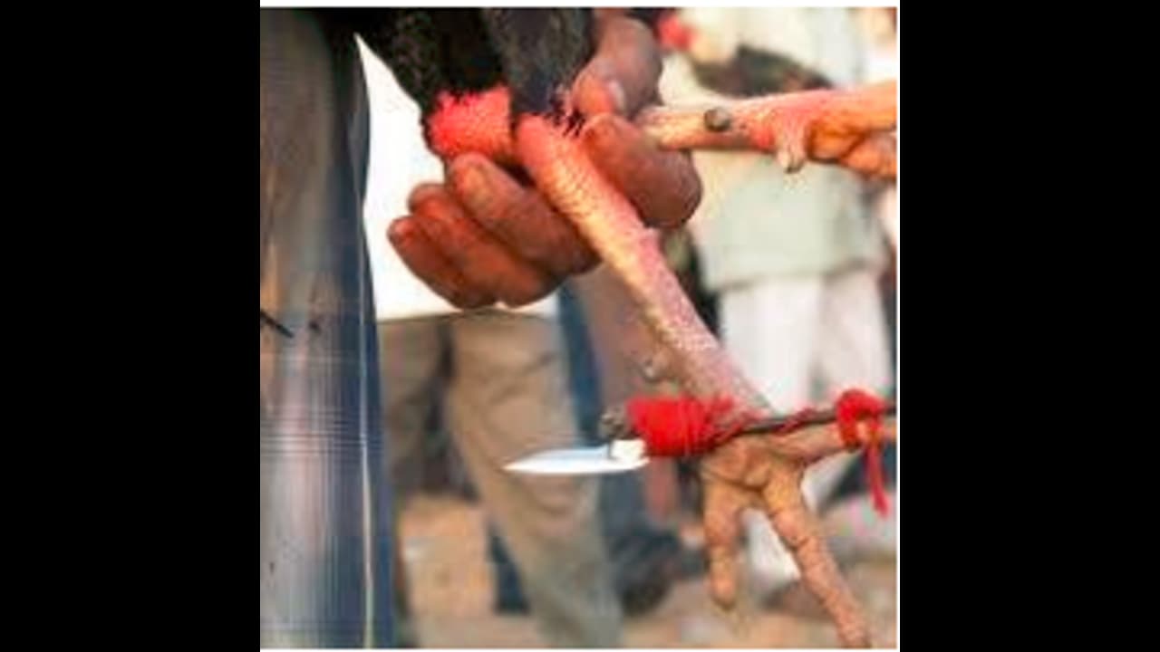 సంక్రాంతి సంబరాల్లో విషాదం.. పుంజుకి కట్టిన కత్తి తగిలి వ్యక్తి మృతి సంక్రాంతి సంబరాల్లో విషాదం.. పుంజుకి కట్టిన కత్తి తగిలి వ్యక్తి మృతి