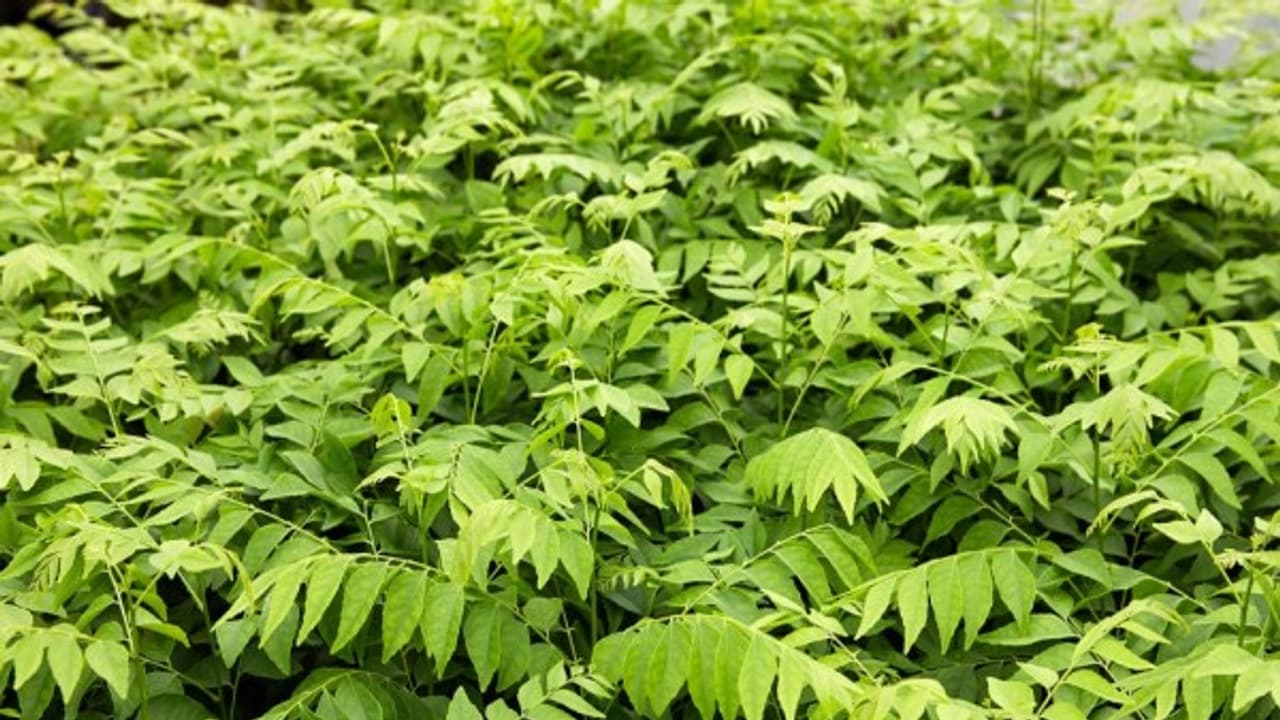 இயற்கை முறையில் கருவேப்பிலை சாகுபடி செய்து லாபம் ஈட்டும் முறை இதோ... இயற்கை முறையில் கருவேப்பிலை சாகுபடி செய்து லாபம் ஈட்டும் முறை இதோ...