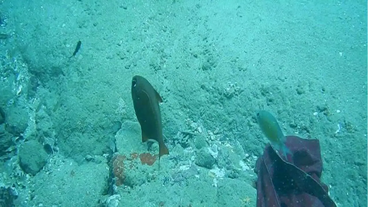 Vembanad lake among most polluted water bodies in the world Vembanad lake among most polluted water bodies in the world