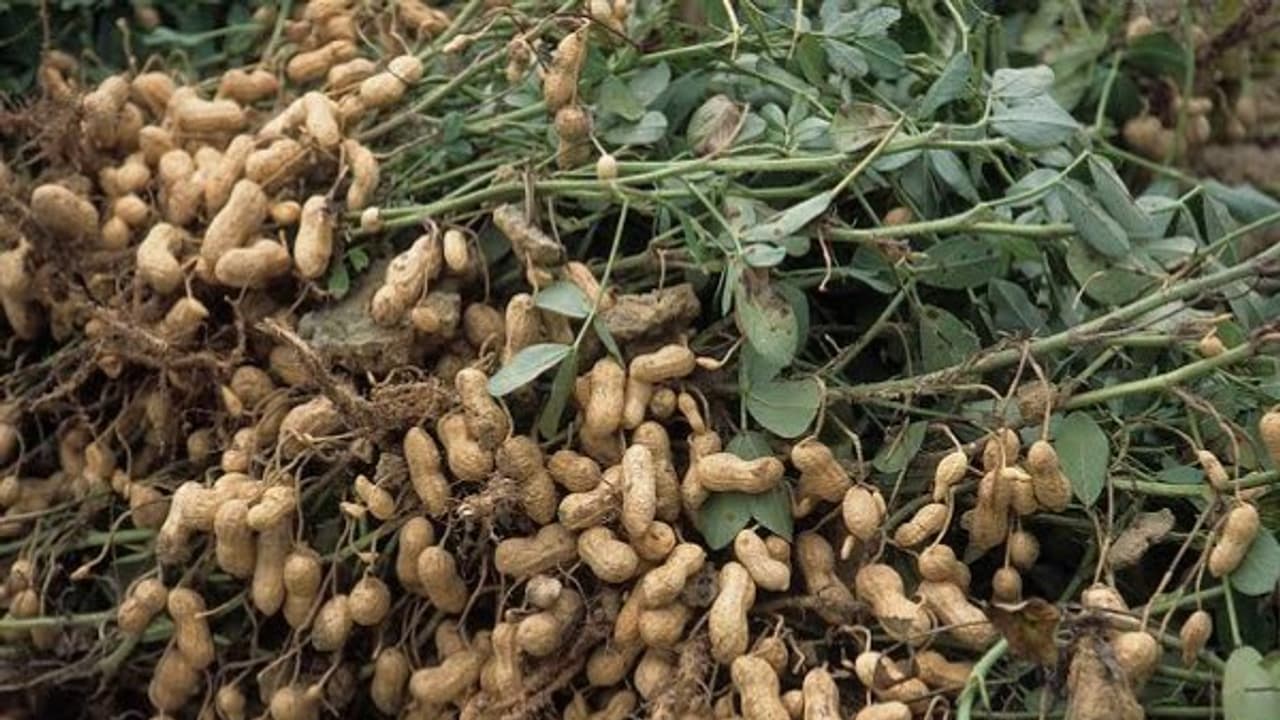 மானாவாரியில் நிலக்கடை சாகுபடி செய்யும்போது இவற்றை கவனிக்க மறக்க வேண்டாம்... மானாவாரியில் நிலக்கடை சாகுபடி செய்யும்போது இவற்றை கவனிக்க மறக்க வேண்டாம்...