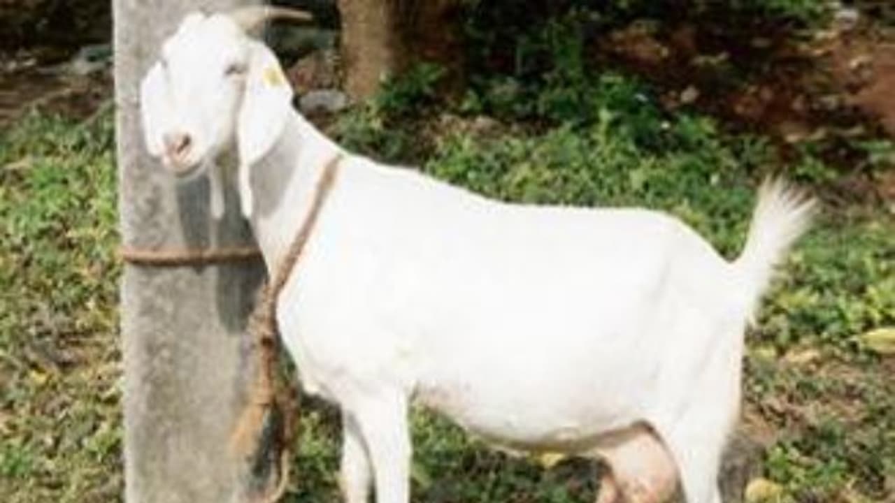 வெள்ளாடு இனங்கள் மற்றும் அவற்றின் சிறப்பியல்புகளை இங்கே தெரிந்து கொள்ளலாம்... வெள்ளாடு இனங்கள் மற்றும் அவற்றின் சிறப்பியல்புகளை இங்கே தெரிந்து கொள்ளலாம்...