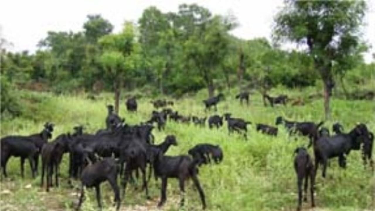 ஆடுகளுக்கு பாக்டீரியாவால் இத்தனை நோய்கள் ஏற்படுகின்றன? இதை வாசிச்சு தெரிஞ்சுக்குங்க... ஆடுகளுக்கு பாக்டீரியாவால் இத்தனை நோய்கள் ஏற்படுகின்றன? இதை வாசிச்சு தெரிஞ்சுக்குங்க...