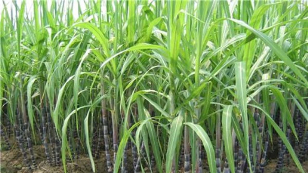 கரும்பு பயிருக்கு இந்த பூச்சிகள்தாம் முதல் எதிரி... தடுக்கும் வழிகள் உள்ளே... கரும்பு பயிருக்கு இந்த பூச்சிகள்தாம் முதல் எதிரி... தடுக்கும் வழிகள் உள்ளே...