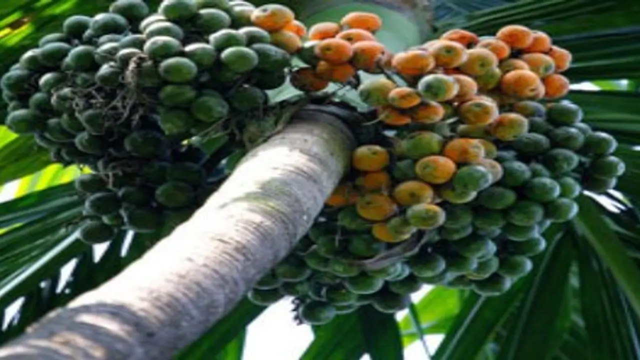 இருபத்தைந்து ஆண்டுகளுக்கு பலன் தரக்கூடிய பாக்கு மரம் சாகுபடி… இருபத்தைந்து ஆண்டுகளுக்கு பலன் தரக்கூடிய பாக்கு மரம் சாகுபடி…