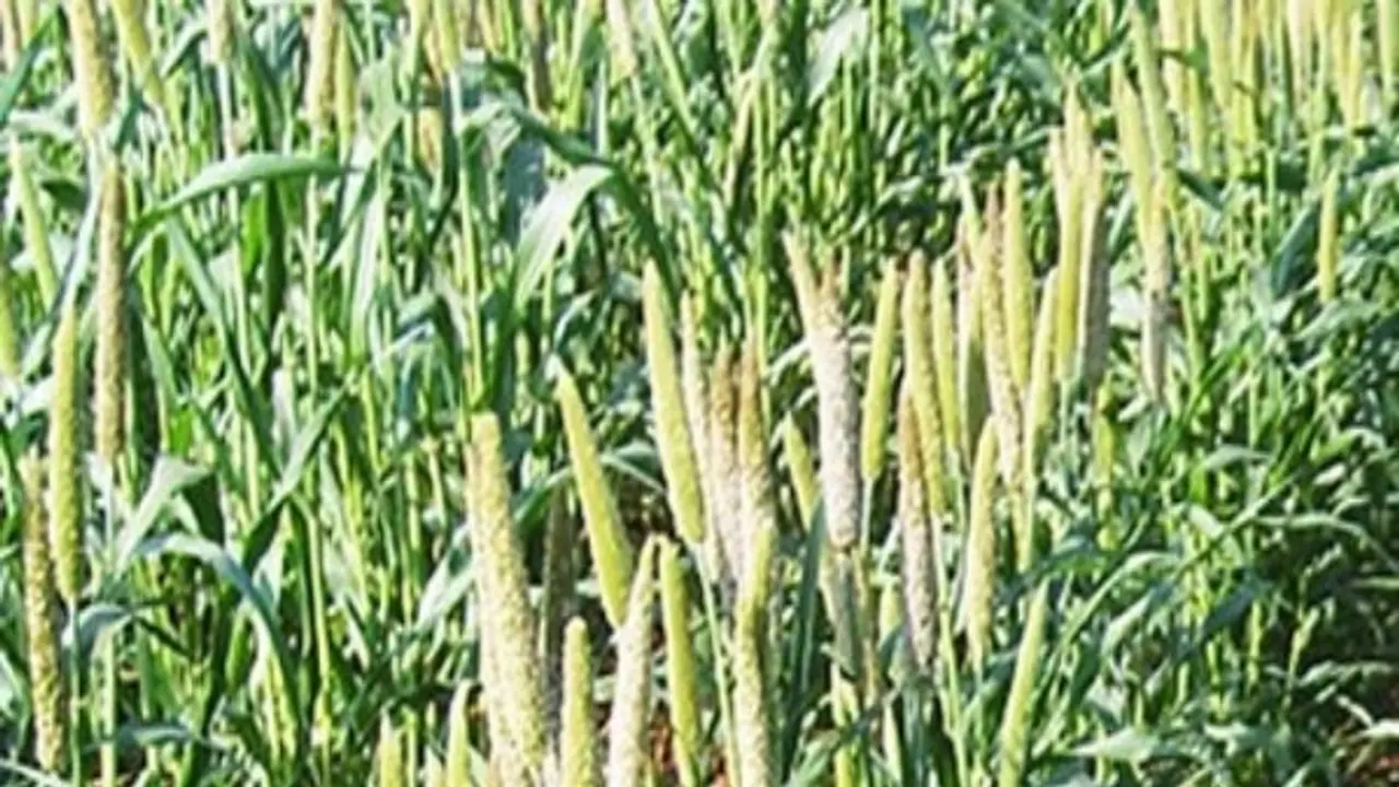 நல்ல மகசூல் தரும் கம்பு மற்றும் உளுந்து ரகம்... டிரை பண்ணி பாருங்கள்...