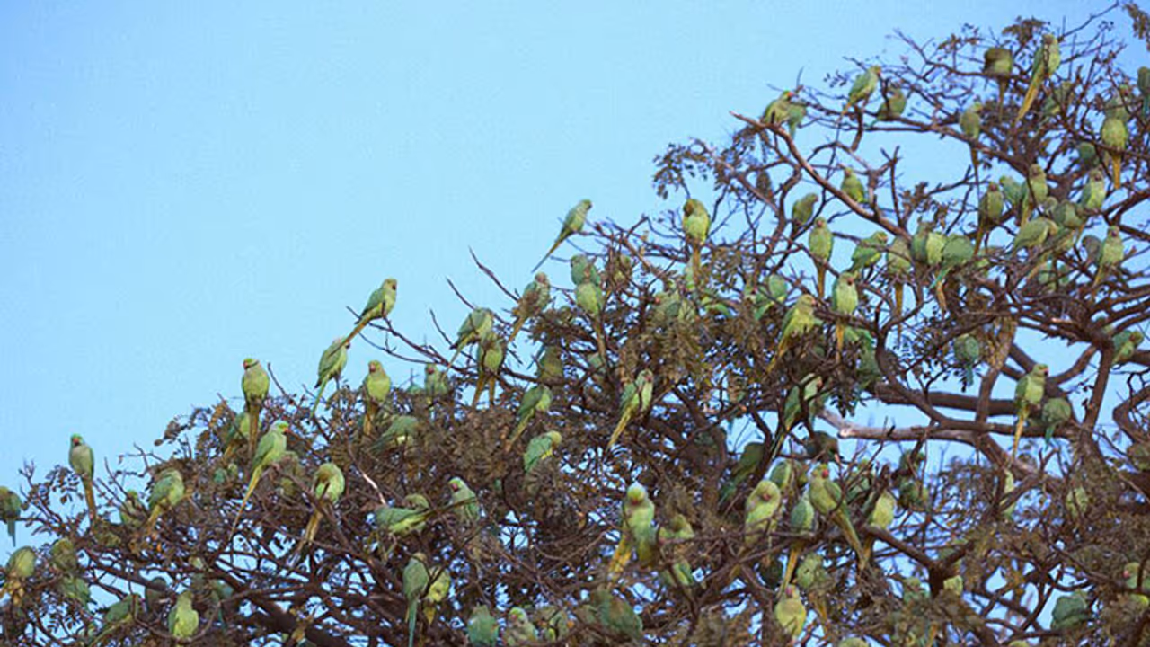 Bengaluru set to sacrifice thousands of Parakeets for a bus stop Bengaluru set to sacrifice thousands of Parakeets for a bus stop