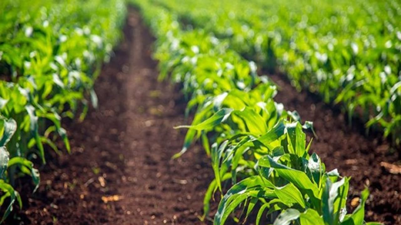 இந்த இரண்டு பயிர் வளர்ச்சி ஊக்கிகளையும் பயன்படுத்தினால் வளர்ச்சி அதிகமாகும்... இந்த இரண்டு பயிர் வளர்ச்சி ஊக்கிகளையும் பயன்படுத்தினால் வளர்ச்சி அதிகமாகும்...