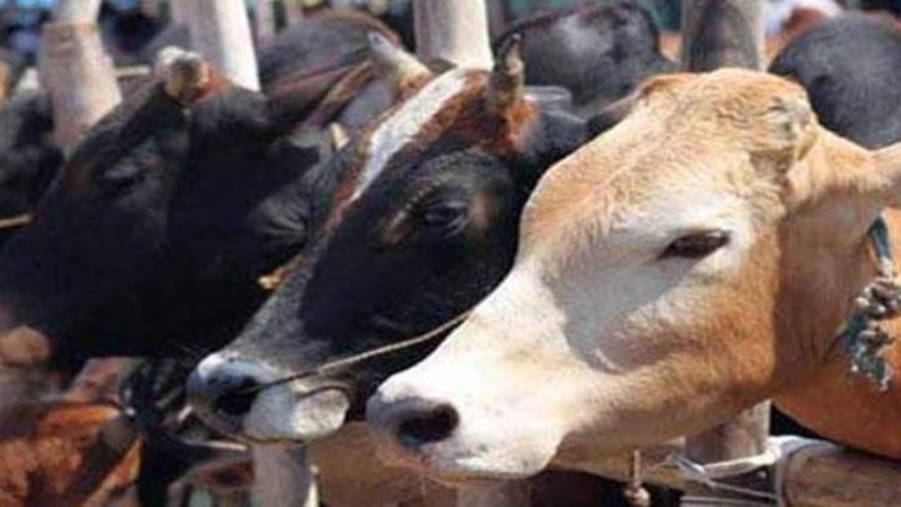 "கொன்றால் பாவம் தின்றால் போச்சு.." இப்ப இல்ல... பசுவைக் கொன்றால் ஆயுள் தண்டனை "கொன்றால் பாவம் தின்றால் போச்சு.." இப்ப இல்ல... பசுவைக் கொன்றால் ஆயுள் தண்டனை