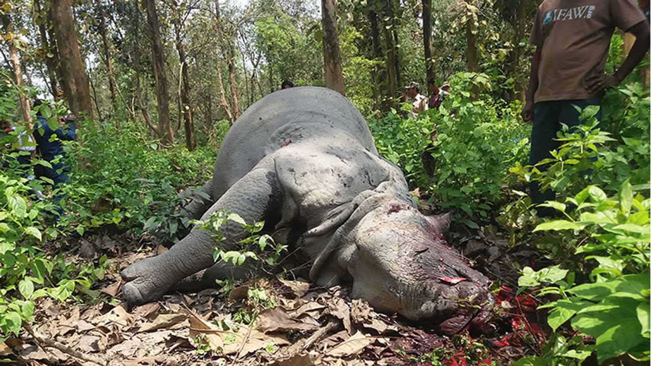 South Africa: Rhino poaching drops, elephant poaching rises South Africa: Rhino poaching drops, elephant poaching rises