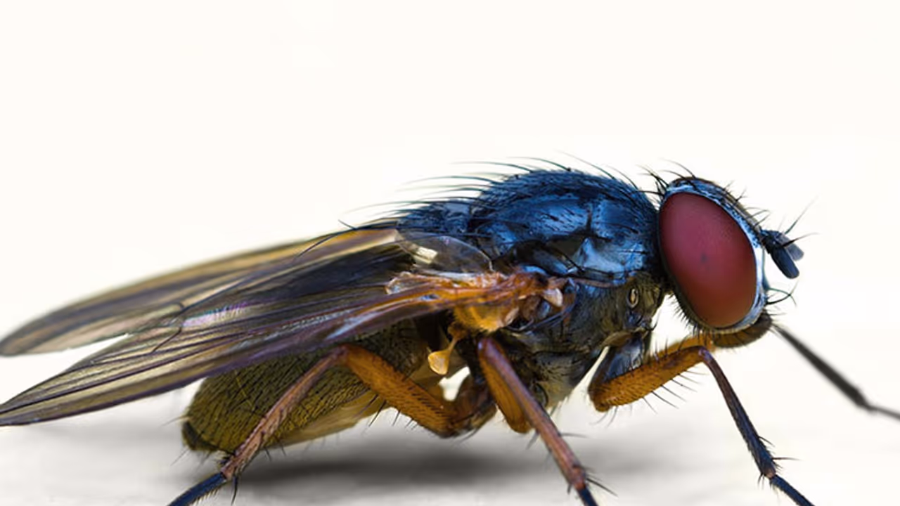 'ഡ്രാക്കുള' ഈച്ചയുടെ ശല്യം രൂക്ഷമായി 'ഡ്രാക്കുള' ഈച്ചയുടെ ശല്യം രൂക്ഷമായി