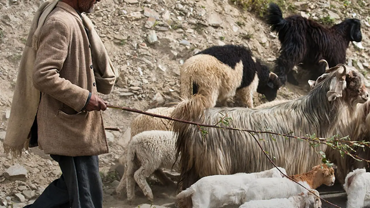 How KPSC forced a teacher to steal sheep How KPSC forced a teacher to steal sheep