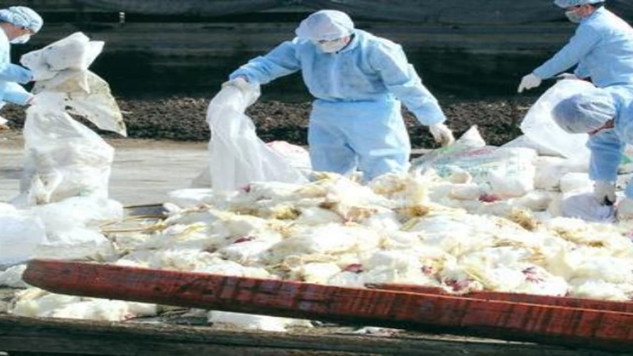 பறவைக் காய்ச்சல் நோய் வராமல் தடுக்க இந்த சுகாதார வழிமுறைகளைப் பின்பற்றுங்கள்… பறவைக் காய்ச்சல் நோய் வராமல் தடுக்க இந்த சுகாதார வழிமுறைகளைப் பின்பற்றுங்கள்…