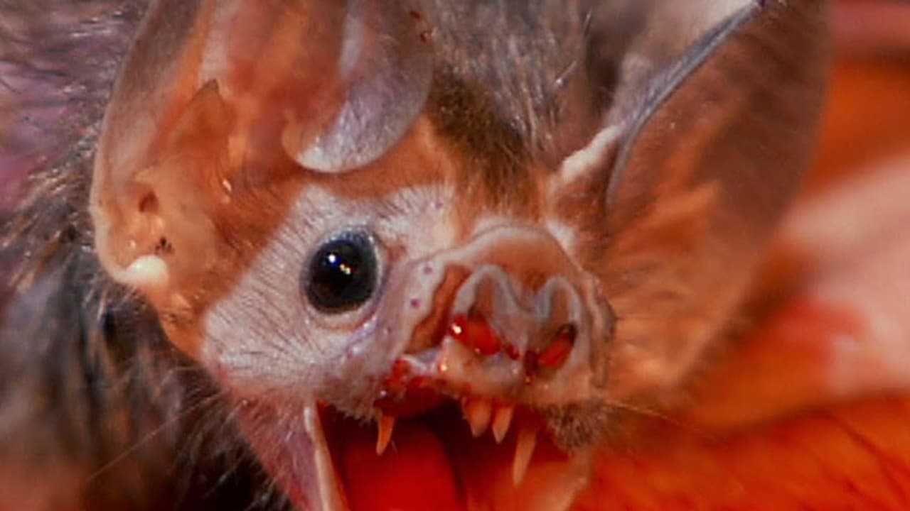 Beware, Vampire bats develop taste for human blood Beware, Vampire bats develop taste for human blood