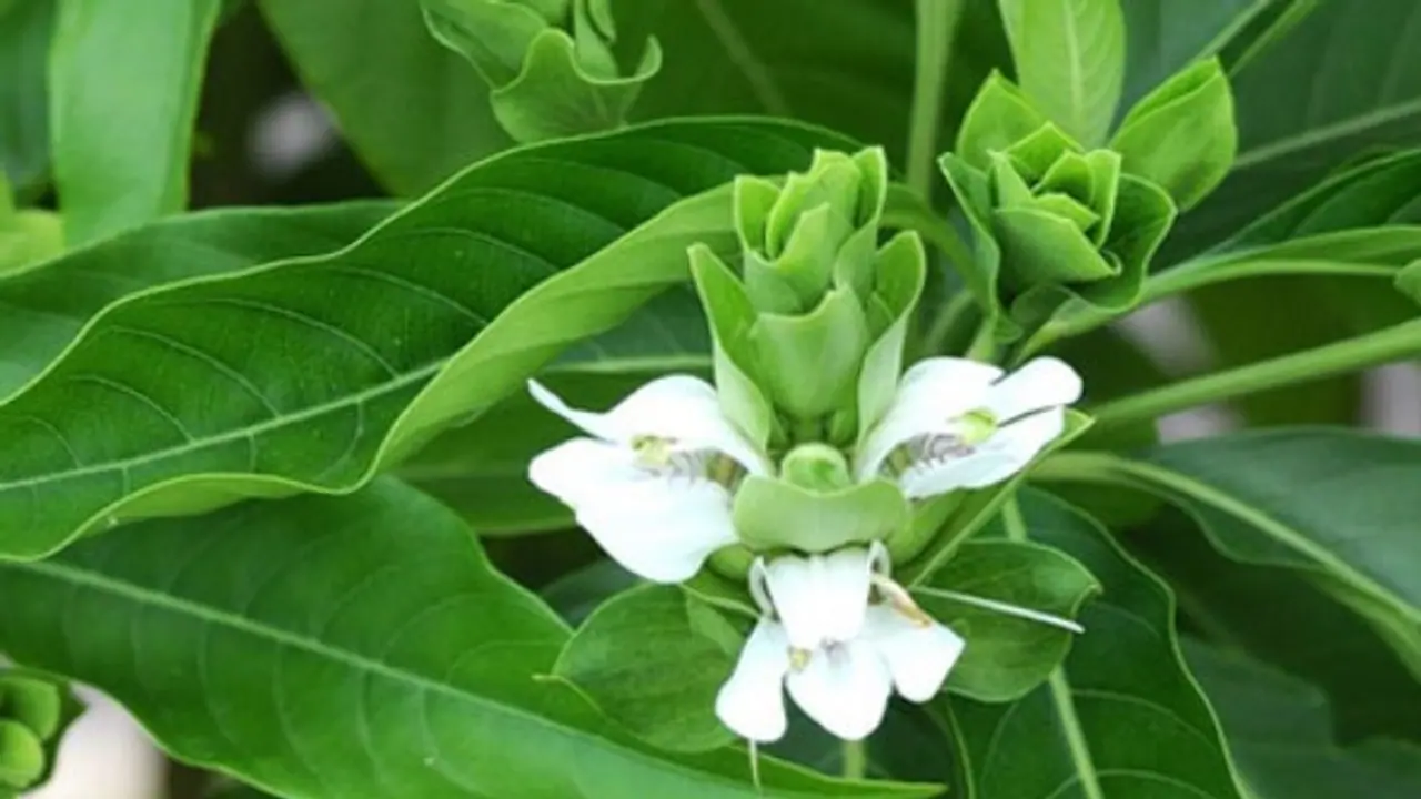 கர்ப்பிணிப் பெண்கள் இந்த மூலிகை சாறை குடித்தால் சுகப் பிரசவமாகும்... இன்னும் நிறைய பலன்கள் தரும்...