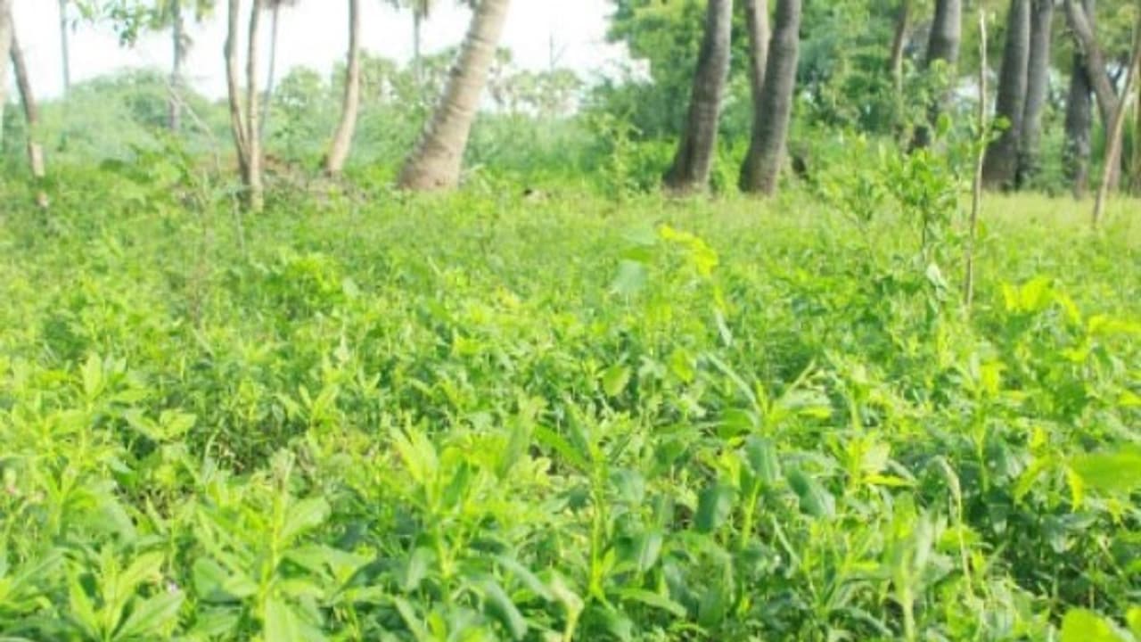 மரிக்கொழுந்து சாகுபடி ஏன் அனைவராலும் விரும்பி செய்யப்படுகிறது தெரியுமா? முழு தகவலும் உள்ளே... மரிக்கொழுந்து சாகுபடி ஏன் அனைவராலும் விரும்பி செய்யப்படுகிறது தெரியுமா? முழு தகவலும் உள்ளே...