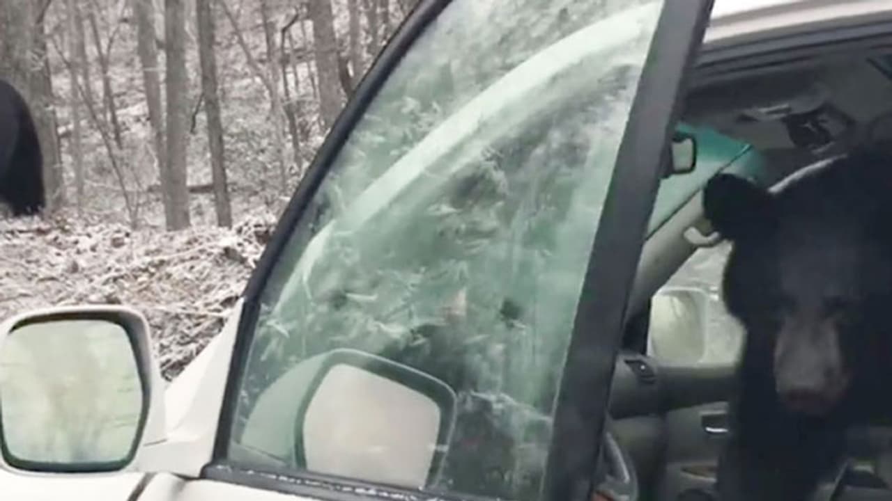 കാറിനകത്ത് കുടുങ്ങിയ കരടികുട്ടന് സംഭവിച്ചത്