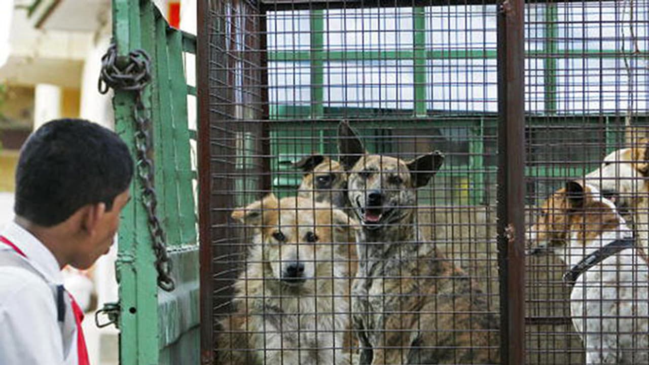 Stray dogs bite a Bengalurean every five minutes Stray dogs bite a Bengalurean every five minutes