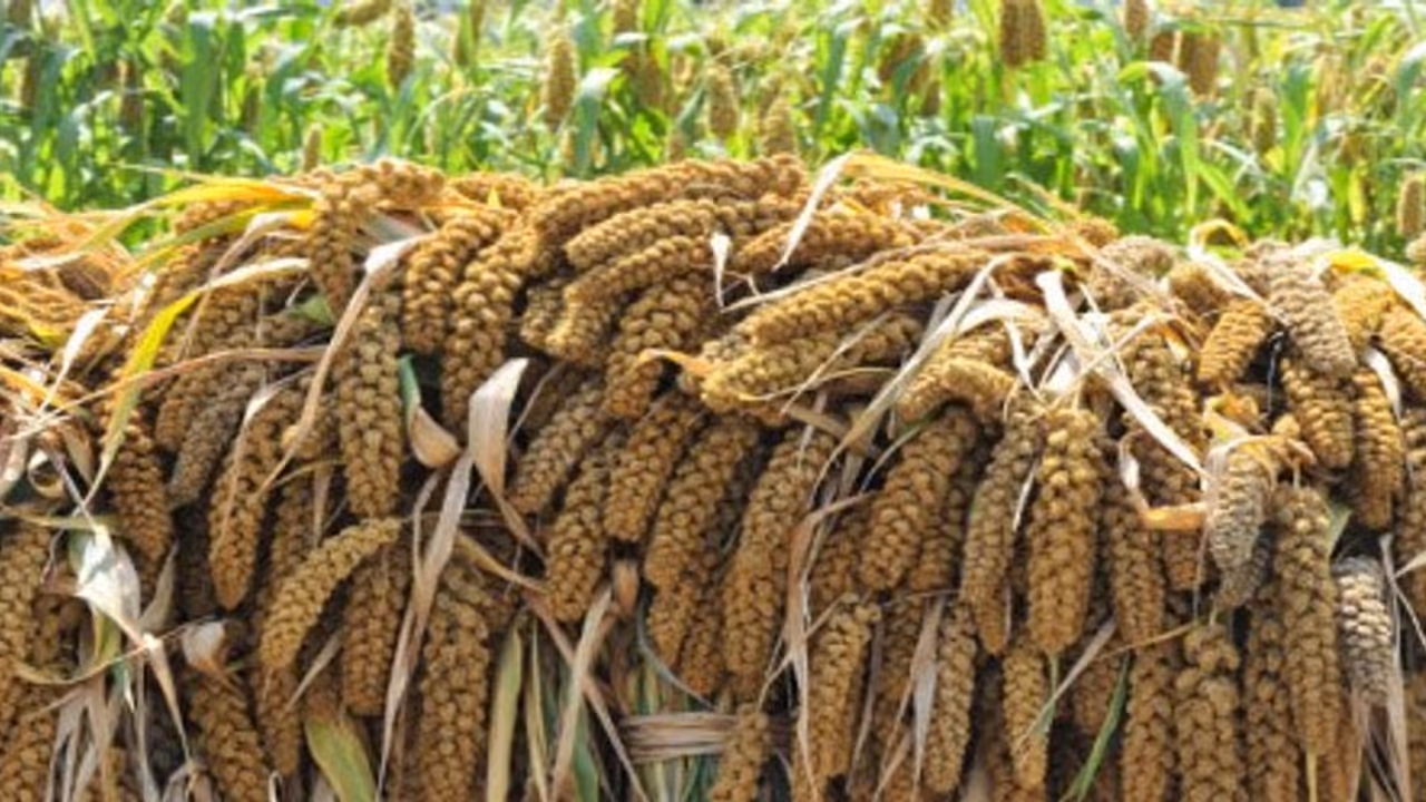 இந்த சிறுதானியப்பயிரின் உற்பத்தியை பெருக்கி விவசாயிகள் அதிக லாபத்தை காணலாம்… இந்த சிறுதானியப்பயிரின் உற்பத்தியை பெருக்கி விவசாயிகள் அதிக லாபத்தை காணலாம்…