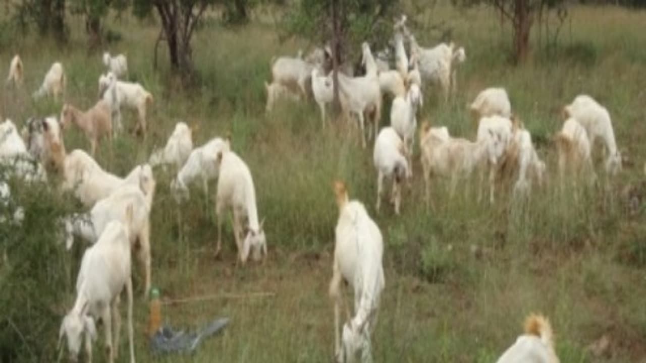 மேய்ச்சல் முறையில் வெள்ளாடுகளை வளர்க்கும்போது இவற்றில் எல்லாம் கவனமாக இருக்கணும்...