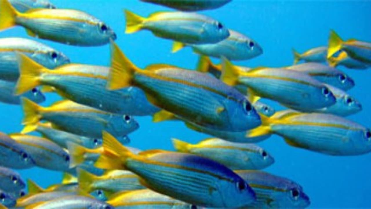 மீன்களை பதப்படுத்துவது மற்றும் மதிப்புக் கூட்டு பொருளாக மாற்றுவது பற்றிய தொகுப்பு… மீன்களை பதப்படுத்துவது மற்றும் மதிப்புக் கூட்டு பொருளாக மாற்றுவது பற்றிய தொகுப்பு…