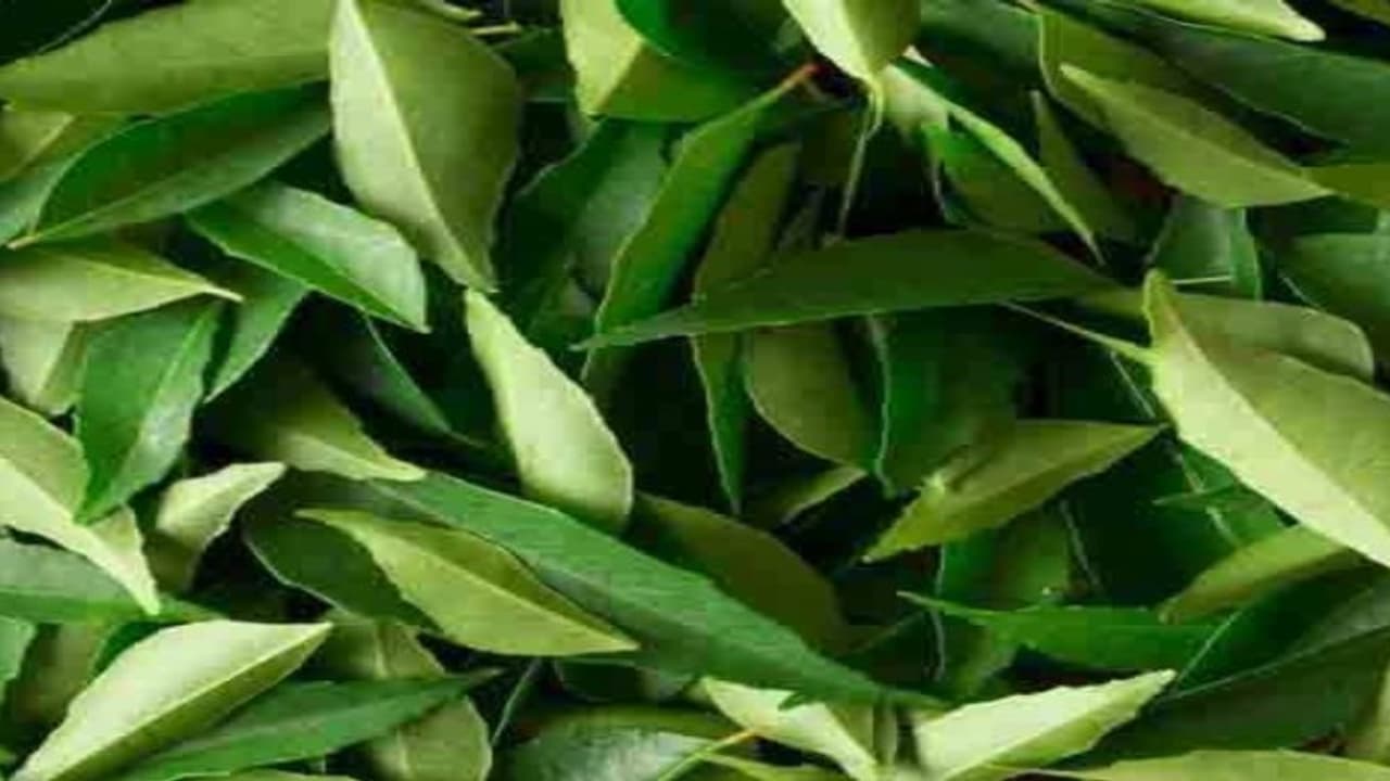 இளமைக்கு உத்திரவாதம் தரும் கறிவேப்பிலை…. இளமைக்கு உத்திரவாதம் தரும் கறிவேப்பிலை….