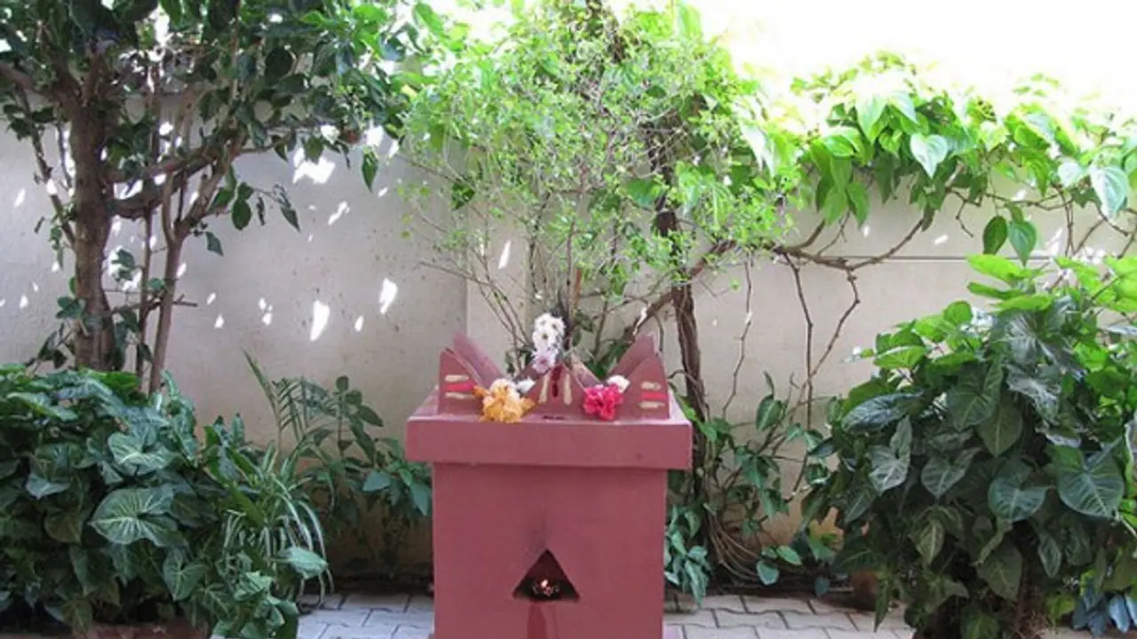 கெட்ட சகுனம் பறந்து போக இந்த துளசியை வணங்குங்க..! கெட்ட சகுனம் பறந்து போக இந்த துளசியை வணங்குங்க..!