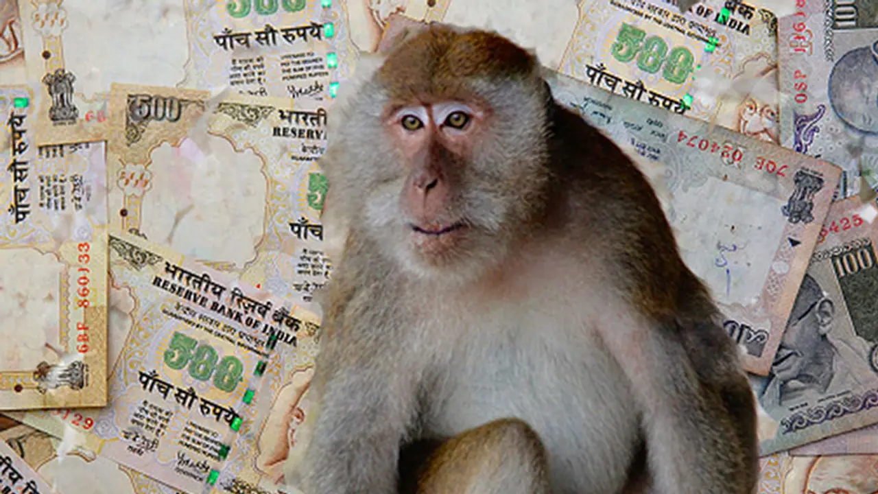 డబ్బున్న బ్యాగ్తో కోతి పరార్.. తర్వాత ఏం జరిగిందంటే..? డబ్బున్న బ్యాగ్తో కోతి పరార్.. తర్వాత ఏం జరిగిందంటే..?