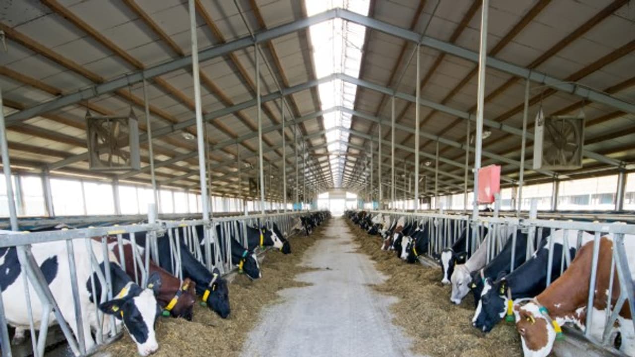 பால் கறக்கும் கொட்டிலை எப்படி தூய்மையாக வைத்துக் கொள்ளலாம்… இதோ அதற்கான வழிமுறைகள் பால் கறக்கும் கொட்டிலை எப்படி தூய்மையாக வைத்துக் கொள்ளலாம்… இதோ அதற்கான வழிமுறைகள்