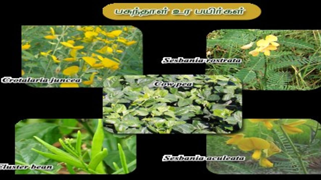 எவ்வகை பசுந்தாள் உரப் பயிர்கள் மண் வளத்தைக் காக்கும்?