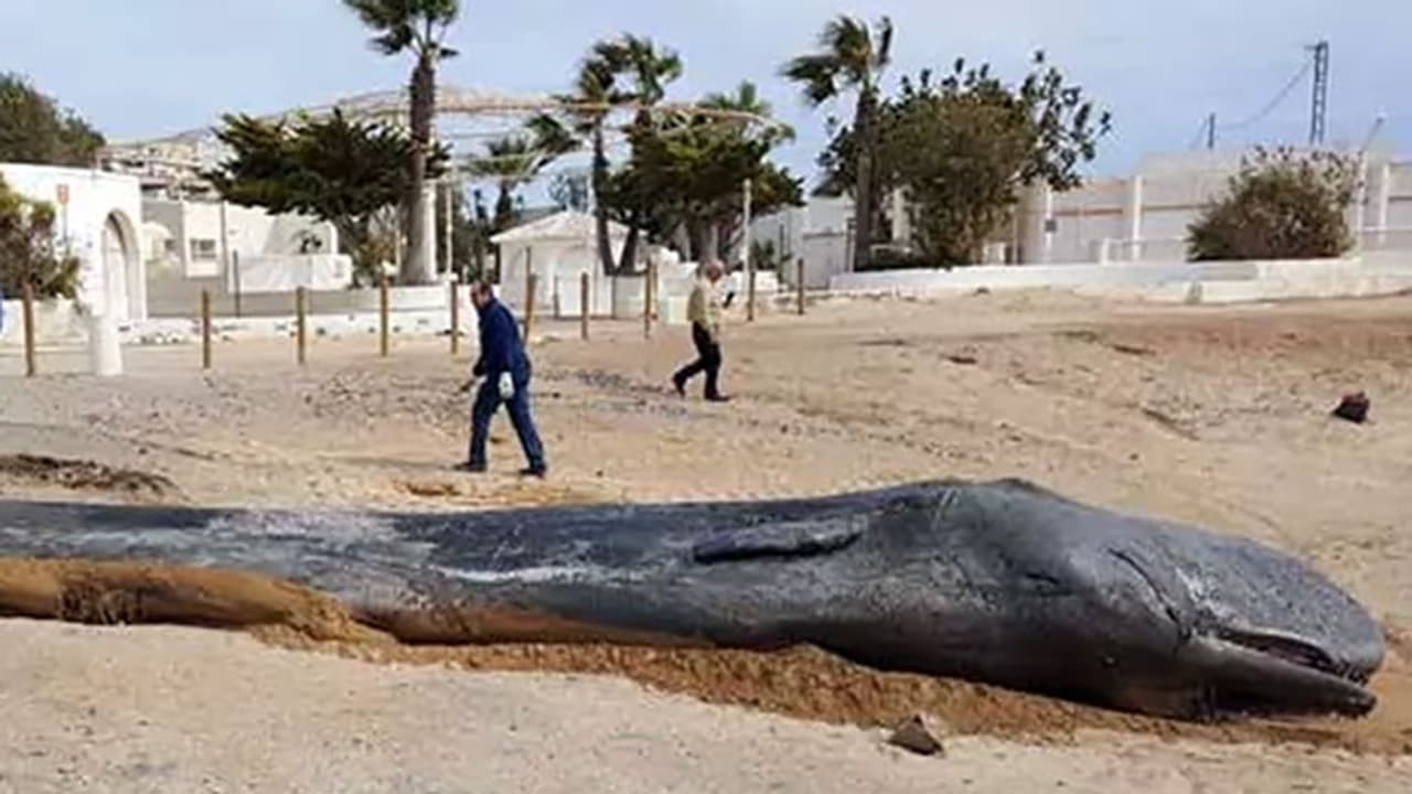 ചത്ത് കരയ്ക്കടിഞ്ഞ തിമിംഗലത്തിന്റെ വയറ്റില് കണ്ടെത്തിയത് 29 കിലോഗ്രാം മാലിന്യം ചത്ത് കരയ്ക്കടിഞ്ഞ തിമിംഗലത്തിന്റെ വയറ്റില് കണ്ടെത്തിയത് 29 കിലോഗ്രാം മാലിന്യം