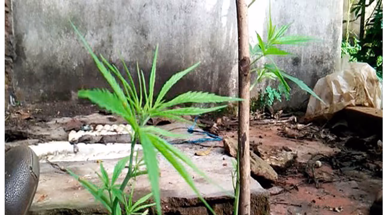 Chartered accountant arrested for growing and selling ganja in Mysuru Chartered accountant arrested for growing and selling ganja in Mysuru