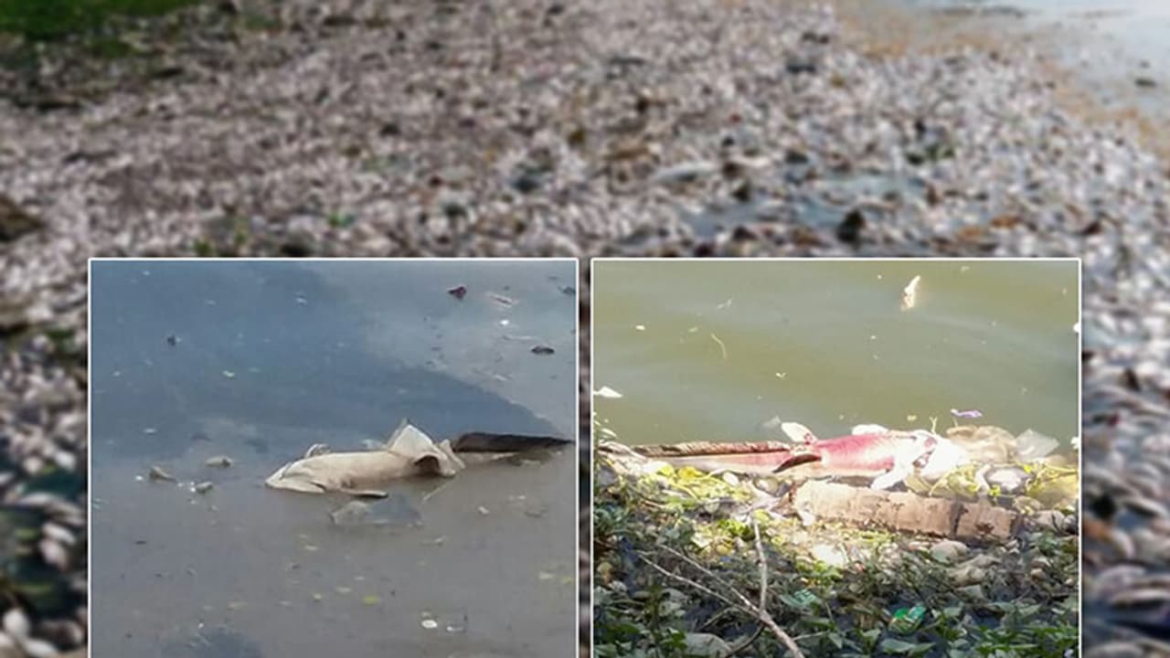 Exclusive: Dozens of fishes found floating on Ulsoor Lake post heavy rains in city Exclusive: Dozens of fishes found floating on Ulsoor Lake post heavy rains in city