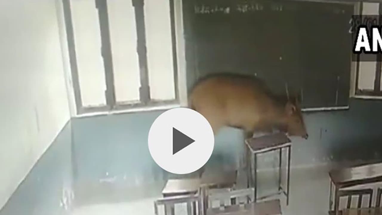 బడికి వచ్చిన దుప్పి పిల్ల (వీడియో) బడికి వచ్చిన దుప్పి పిల్ల (వీడియో)